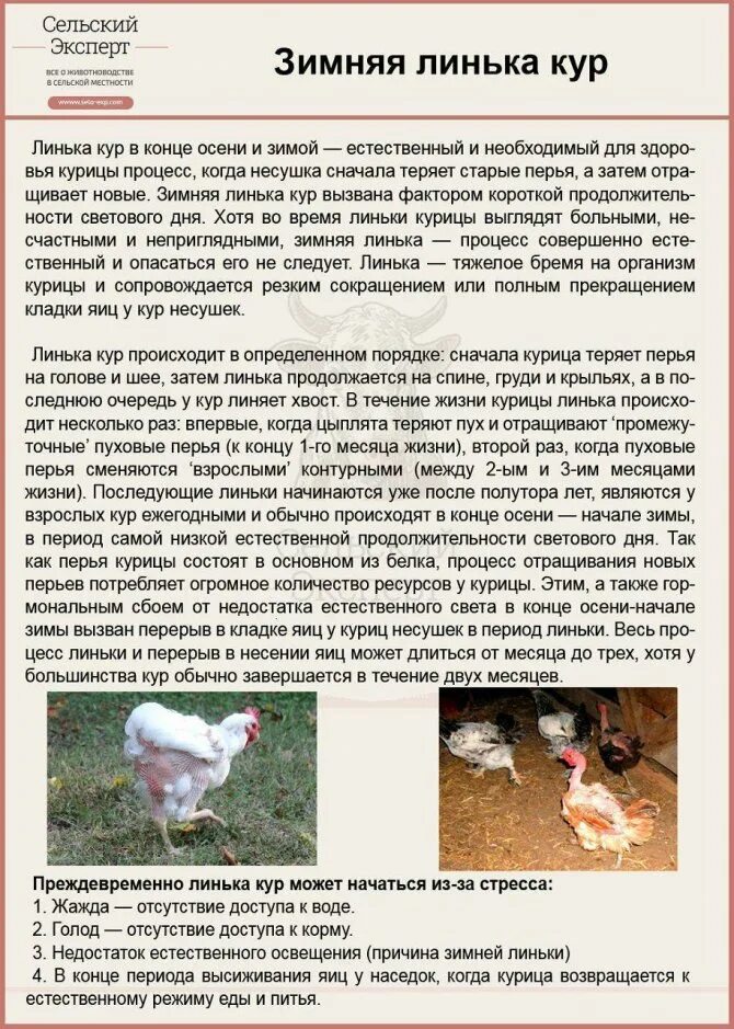 Сколько раз кормить несушек в день. Условия кур кормление кур. кормление кур несушек в домашних условиях. условия для курей несушек. причины линьки кур несушек зимой.