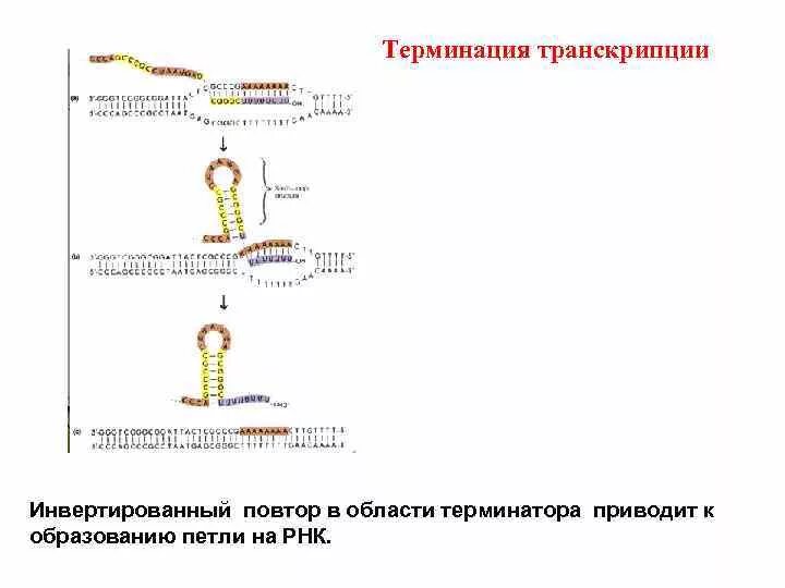 Терминация транскрипции. Ро независимая терминация транскрипции. Сайт терминации транскрипции. Терминация транскрипции у эукариот. Терминация трансляции.