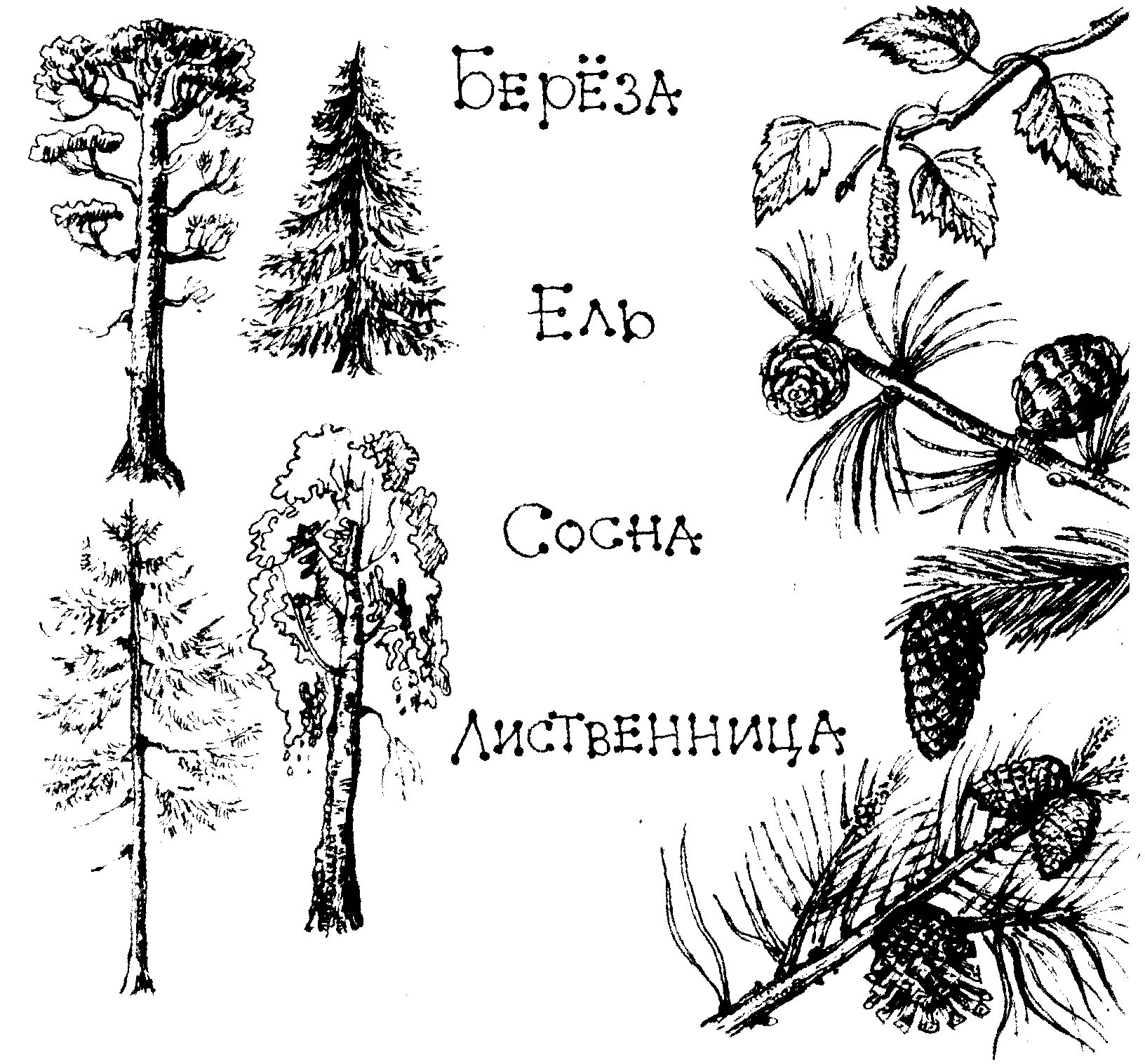 Хвойные и лиственные деревья раскраска. Хвойные деревья раскраска. хвойные и лиственные деревья задания. хвойные деревья задания для дошкольников. задание детям лиственные и хвойные.