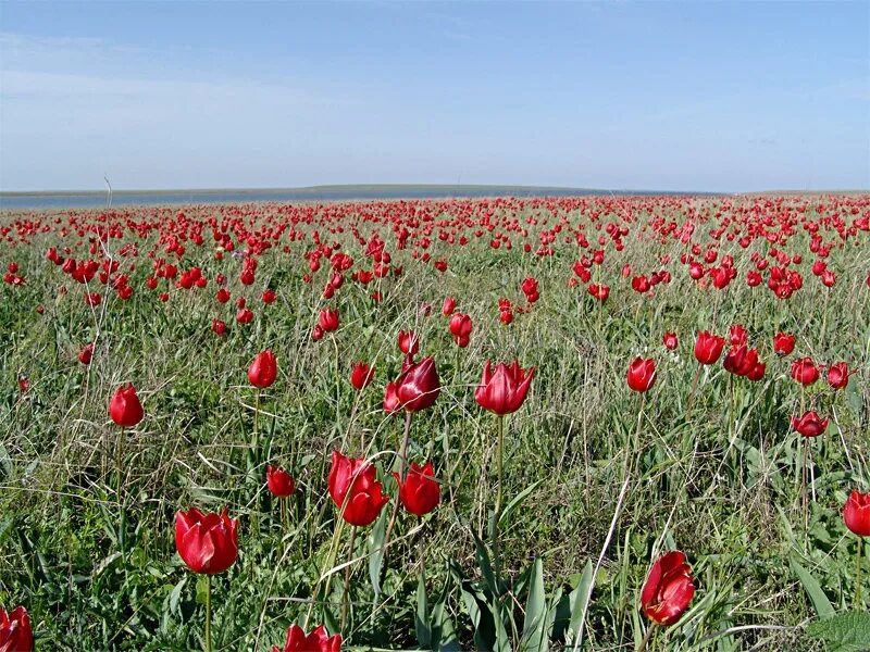 Лазоревая степь содержание