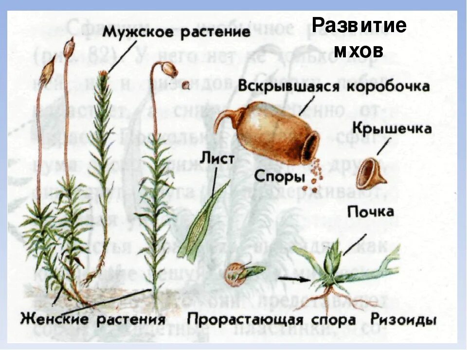 Кукушкин лён строение спорангий. Коробочка с крышечкой у льна является. Плод многосемянная коробочка. Коробочка с крышечкой у льна является. Коробочка с крышечкой у льна является.