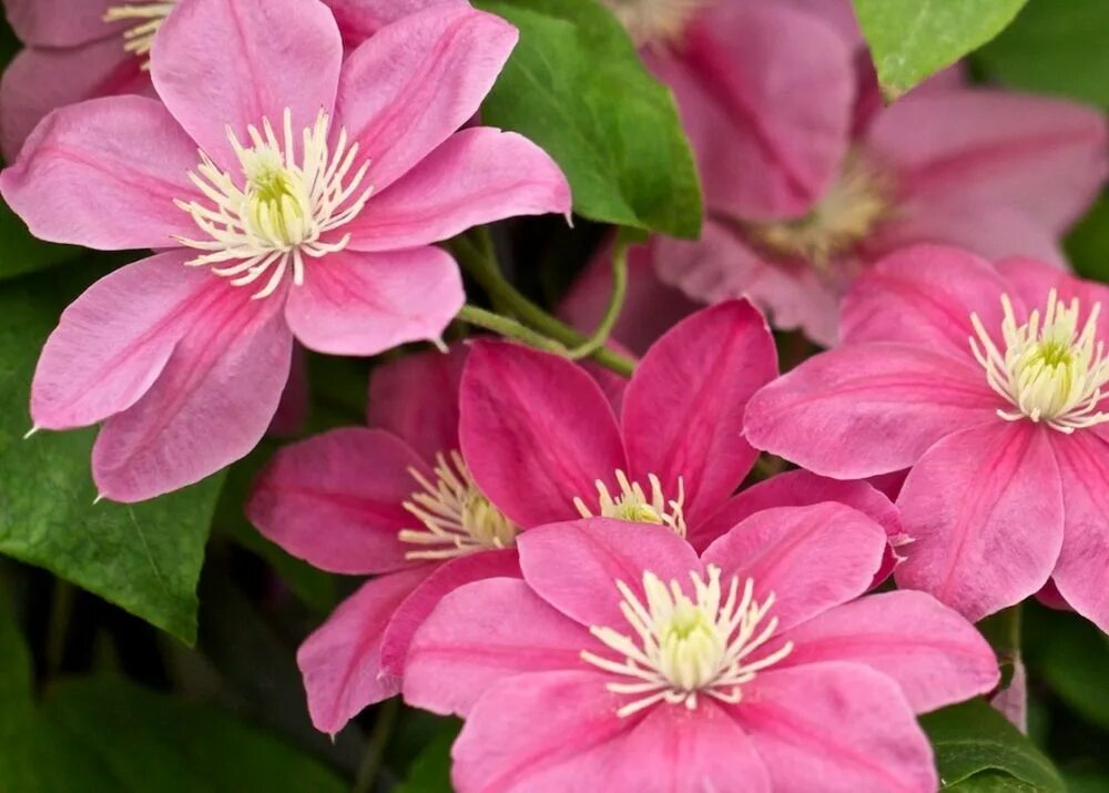 клематис little mermaid. клематис русалочка. клематис русалочка. клематис little mermaid. клематис литтл мэрмэйд.