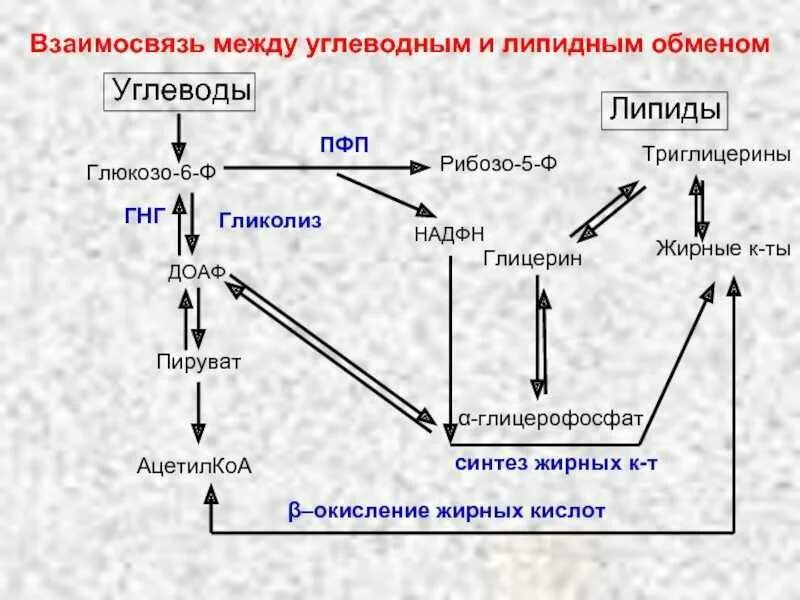 Синтез жиров в организме. Схема взаимосвязь белков липидов углеводов. Взаимосвязь липидов и углеводов. Взаимосвязь метаболических путей обмена углеводов и липидов. Взаимосвязь метаболизма липидов и углеводов.