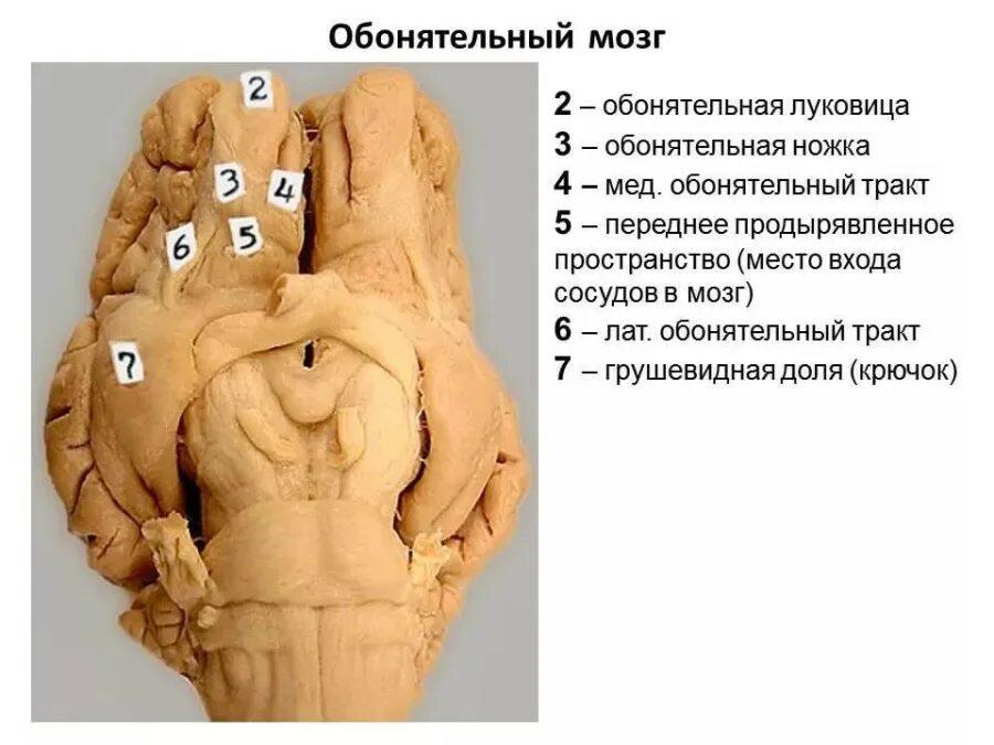 Обонятельный мозг. Обонятельный мозг анатомия животных. Обонятельный тракт головного мозга. Обонятельный мозг Центральный и периферический отделы. Обонятельный тракт анатомия.