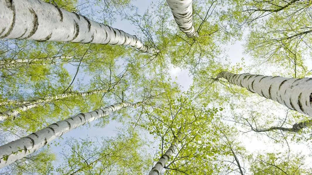 Березкой снова стать мечтает. Spring Birch Tree.