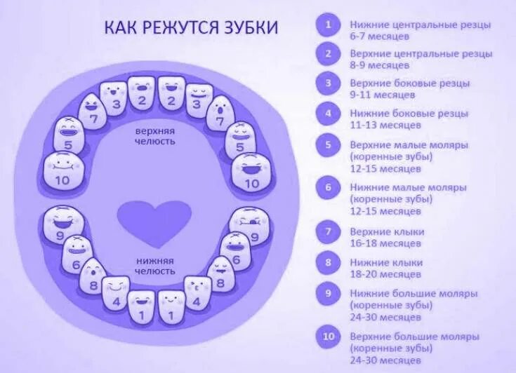 График прорезывания зубов. Прорезывание верхних зубов. Когда режутся зубы у детей. Режутся зубы у ребенка во сколько месяцев