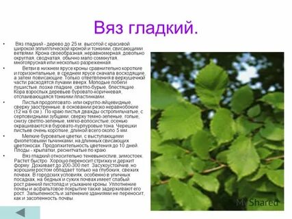 Карагач дерево описание где растет