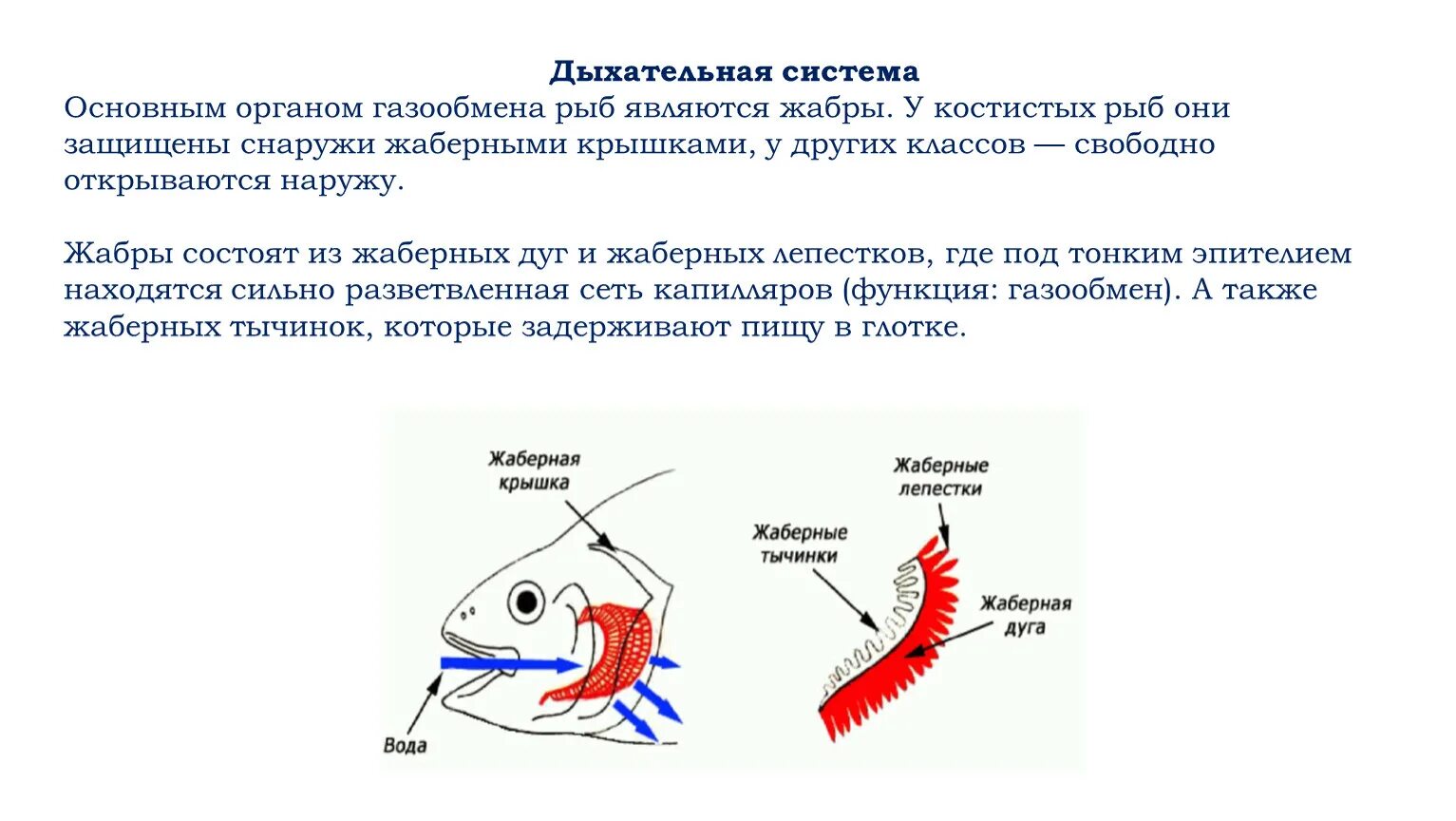 Как дышат рыбы в воде. Дыхательная система рыб жабры. Органы дыхательной системы у рыб. Строение жаберного аппарата костных рыб. Схема жаберного дыхания рыб.