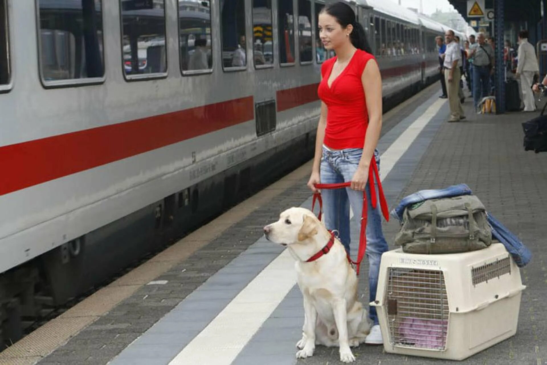 Вагоны для пассажиров с животными. Животные на вокзале. Провоз собаки в поезде. Собака на вокзале. Животный ж д