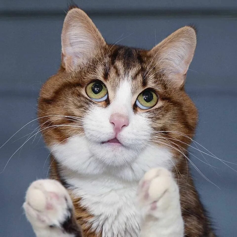 Глупый довольно. Золотая антилопа раджа довольно. Мистер бин. Глупый довольно. Глупый довольно.