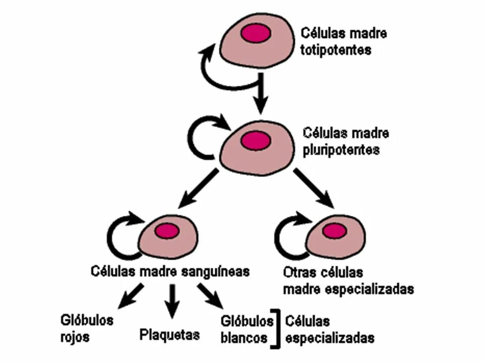 Дифференцировки тотипотентной клетки. Стволовые клетки схема дифференцировки. Процесс дифференцировки клеток. Иерархия стволовых клеток.