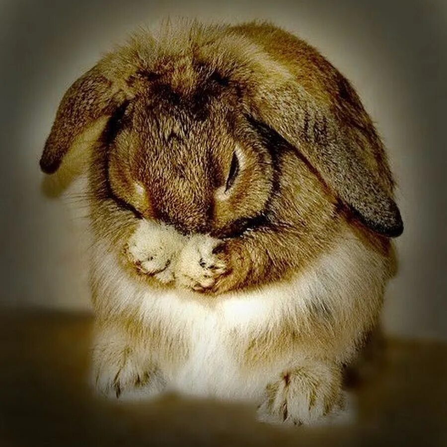 Ты моя зайка. Красивый кролик. Зайчик обнимает зайку. С днем свадьбы зайчики. Зайка сделай мне пожалуйста порнушку.