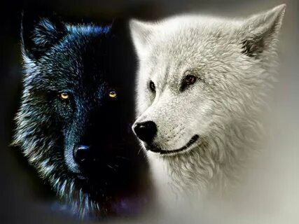 Черный и белый волк