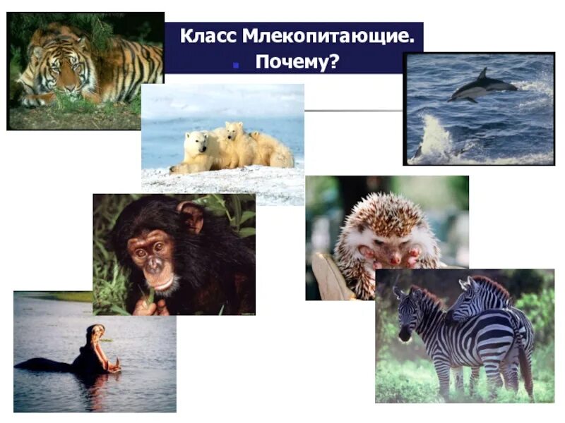 Почему класс млекопитающие. Почему мы млекопитающие. класс млекопитающие в одном фото с названиями.