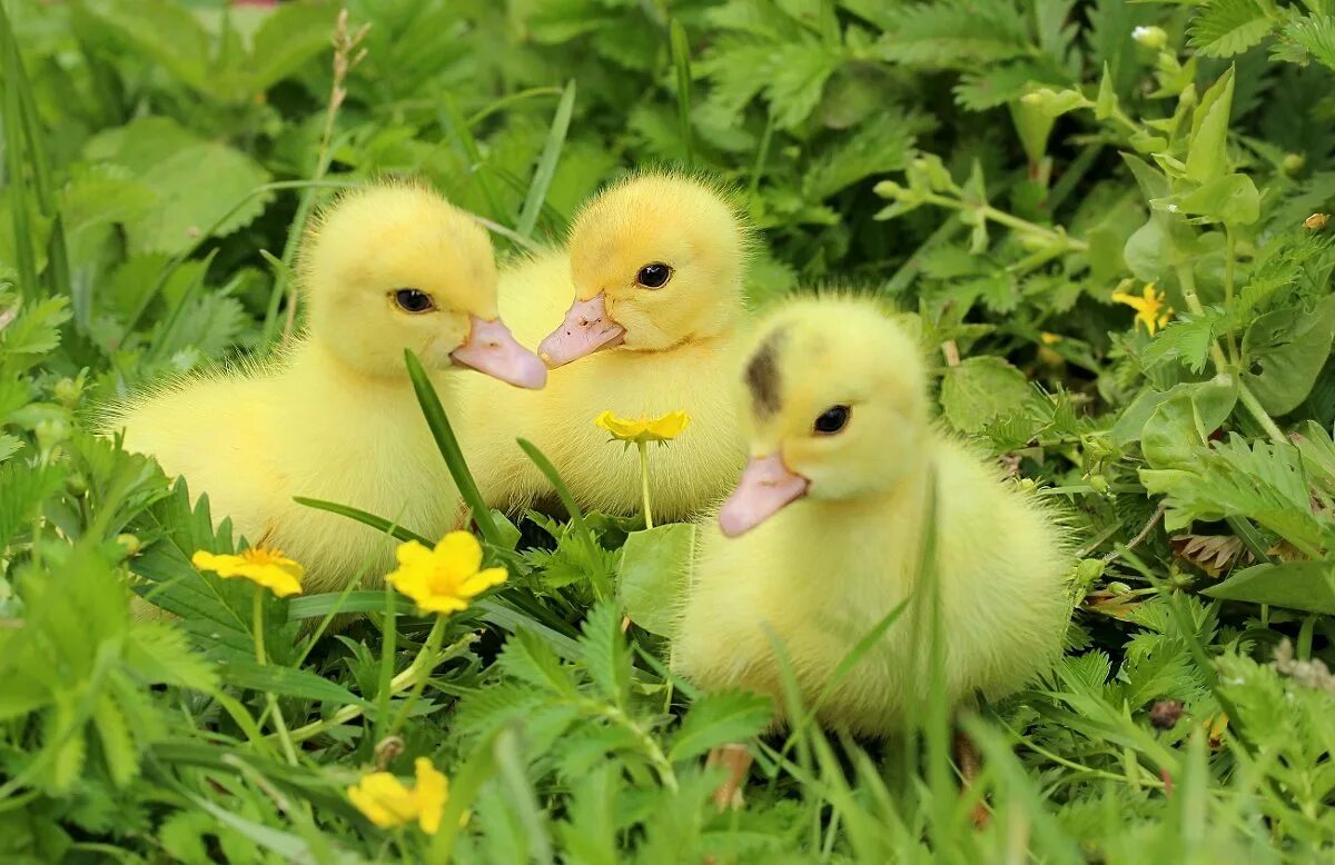 милые утята. гусь — гусыня — гуси — гусенок — гусята. три уточки. три утенка. маленькие утята.