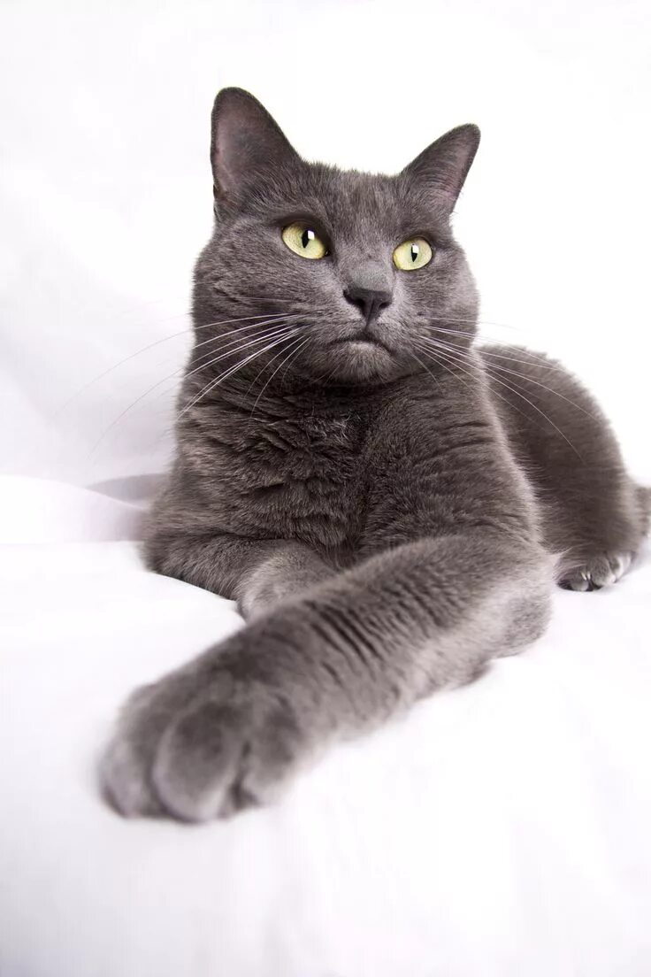 Сибирская голубая кошка. Сибирский голубая кошка короткошерстная. Сибирская голубая гладкошерстная. Голубая Сибирская Сибирская кошка