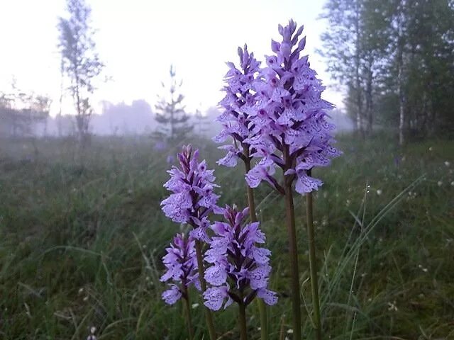 трава кукушкины слезки легенда. кукушкины слезки легенда. кукушкины слёзы растение легенда 3 класс. ятрышник дикая лесная орхидея. ирис кукушкины слезки.