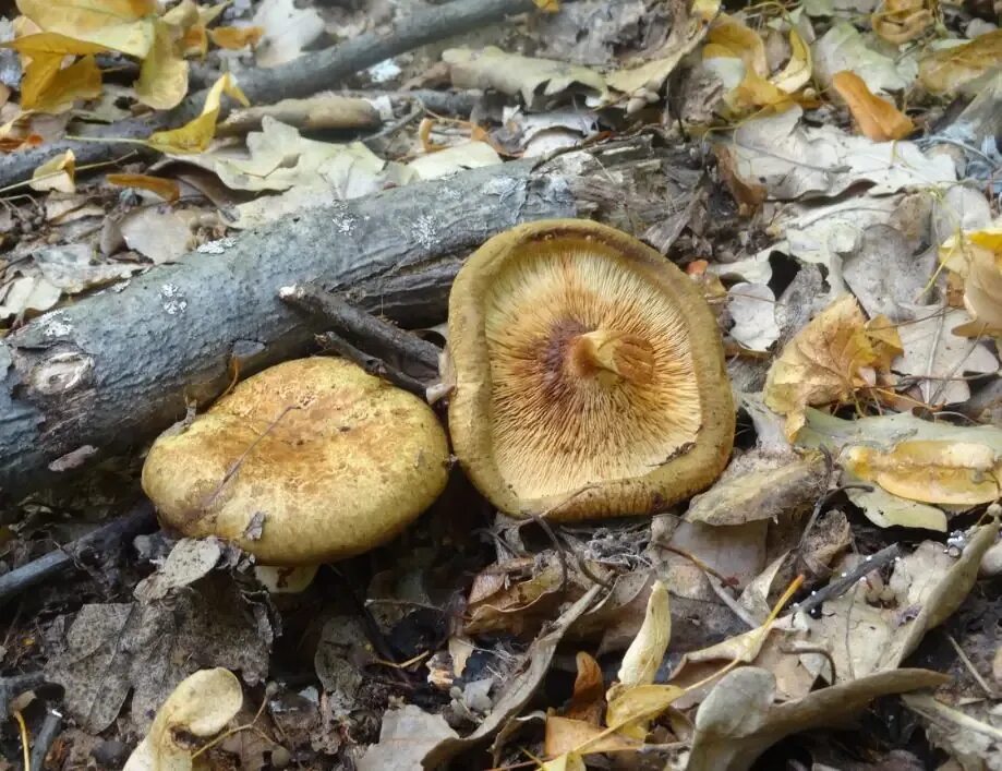 Гриб в якутии который чернеет при варке. Опята маринованные. Грибы коричневые пластинчатые свинушки. Грибы валуи маринованные в банке. Свинушка поддубник.