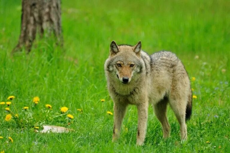 животные рб. березинский биосферный заповедник животные. лань самец беловежская пуща. животные белорусских лесов. беловежская пуща олени.