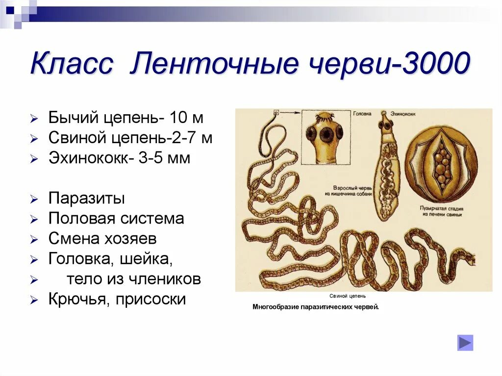 Цепень тип червей. Плоские черви класс ленточные строение. Ленточные черви класс Cestoda строение. Размеры ленточных червей. Тип ленточные черви класс цепни.