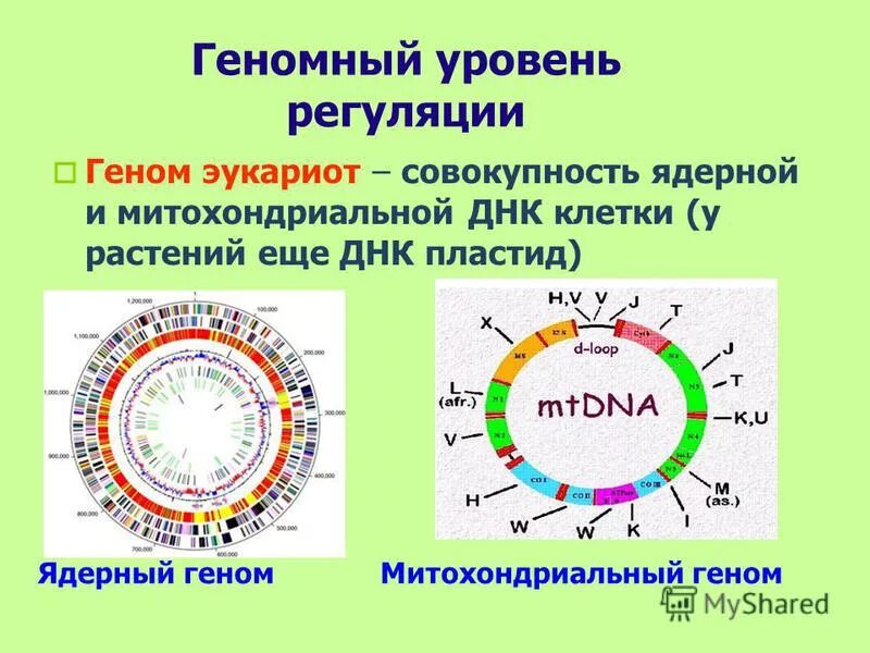 эволюция генома кратко. структура генома эукариот. структура гена эукариот. особенности строения генов у про и эукариот. эволюция геномов эукариот.