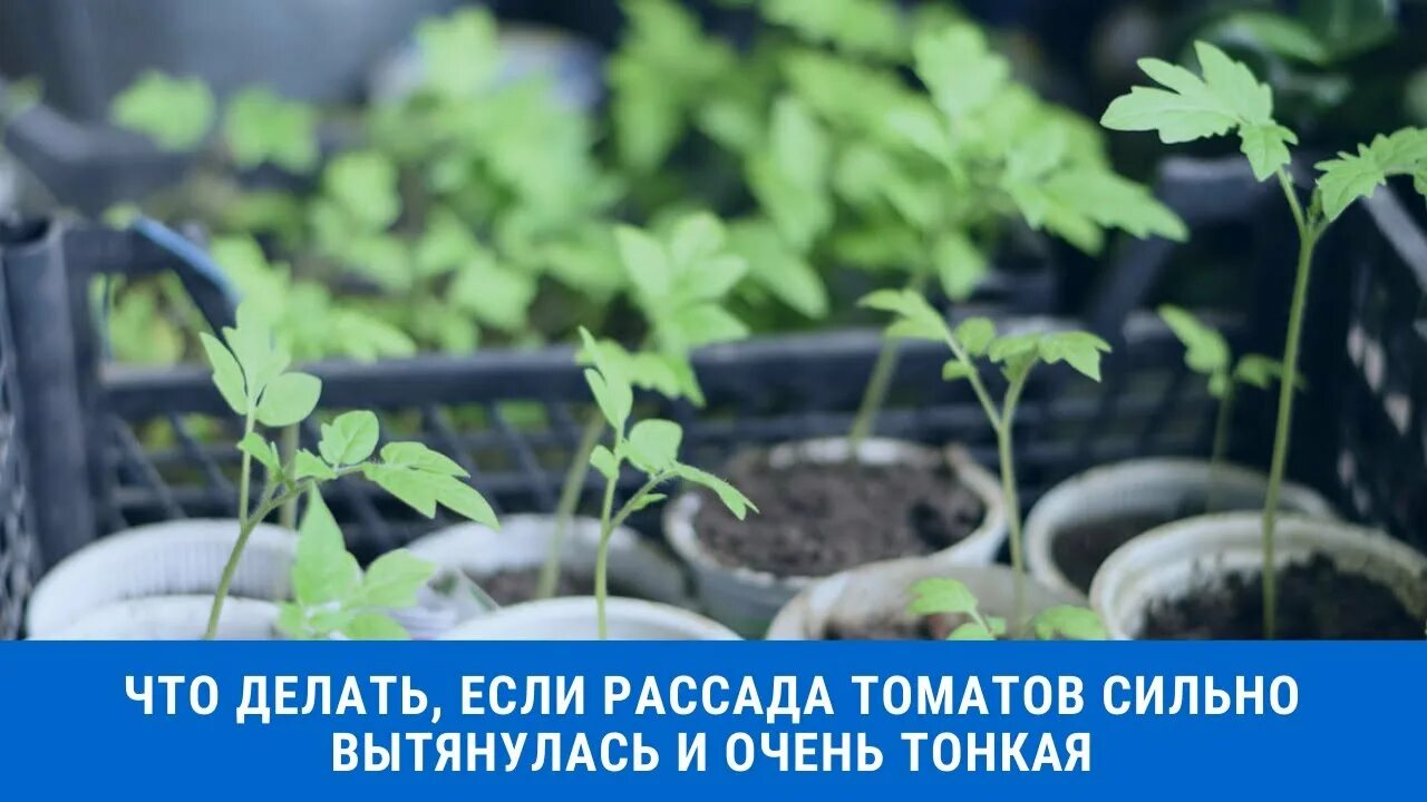 Томаты сильно вытянулись что делать. Рассада вытянулась и тонкая. Если рассада вытянулась и тонкая. Сильно вытянулась рассада помидор. Что делать если вытянулась рассада томатов.