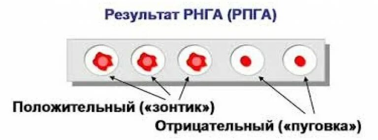 Зонтик реакция. Реакция непрямой (пассивной) гемагглютинации (РНГА, РПГА). Реакция непрямой гемагглютинации. Реакция непрямой гемагглютинации (РНГА). Реакция непрямой (пассивной) гемагглютинации.