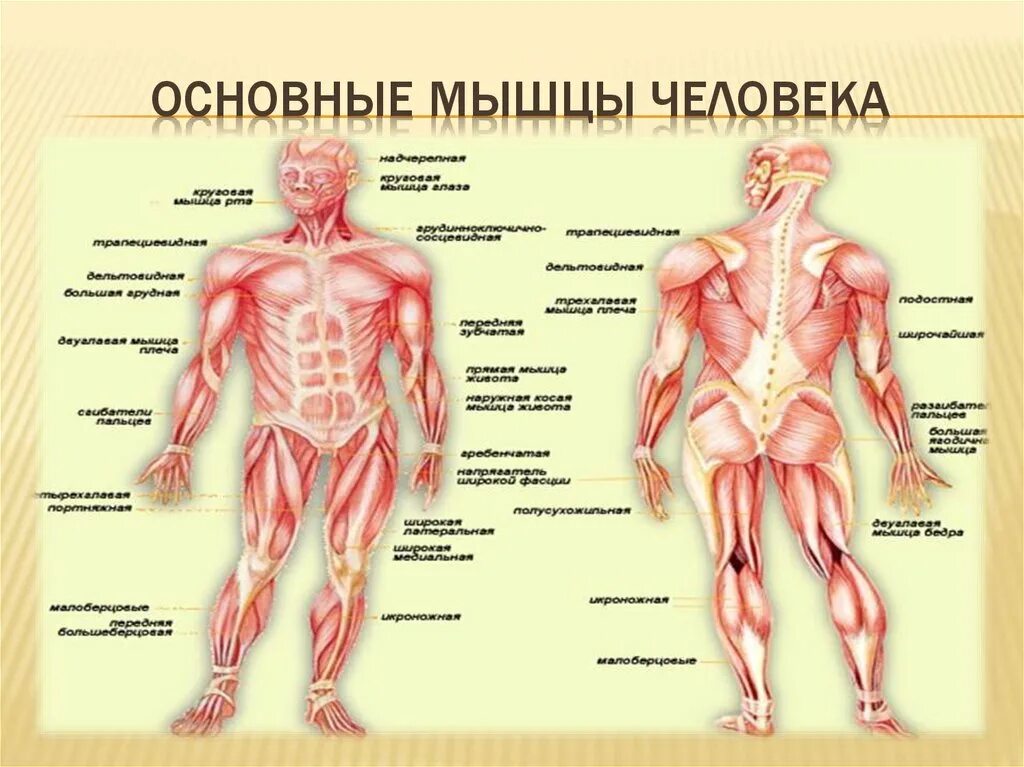 Описание мышц. Мышечный скелет человека с названиями мышц. Мышечная система схема строения. Скелет мышц человека с названием и описанием. Мышечная система человека мышцы их строение и функции.