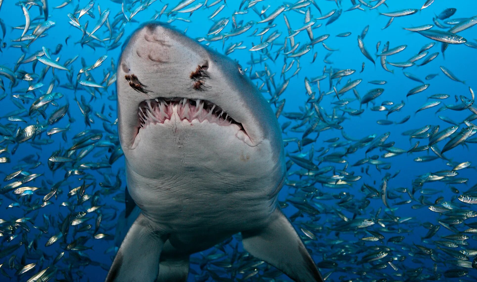 В каком океане акулы встречаются только летом. Тигер Шарк акула. Акулы Атлантического океана. Белая тигровая акула. Атлантический океан животный мир акулы.
