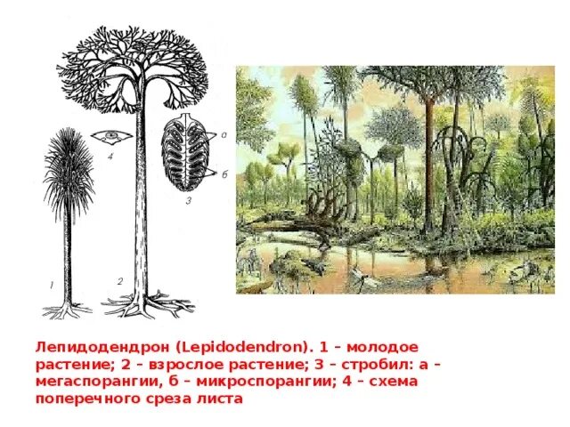 Вымершие плауновидные. Плаун лепидодендрон. Древовидные лепидодендроны. Лепидодендроны каменноугольного периода. Древовидный плаун лепидодендрон.