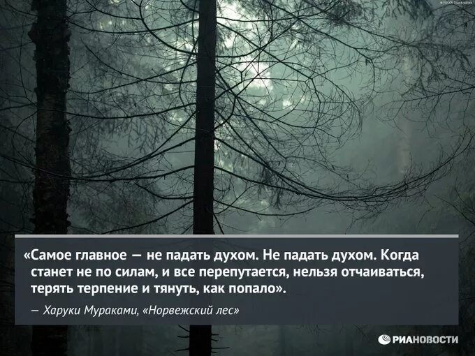 Мураками цитаты из книг. Мураками цитаты. высказывания харуки мураками. фразы про лес. цитаты про лес.
