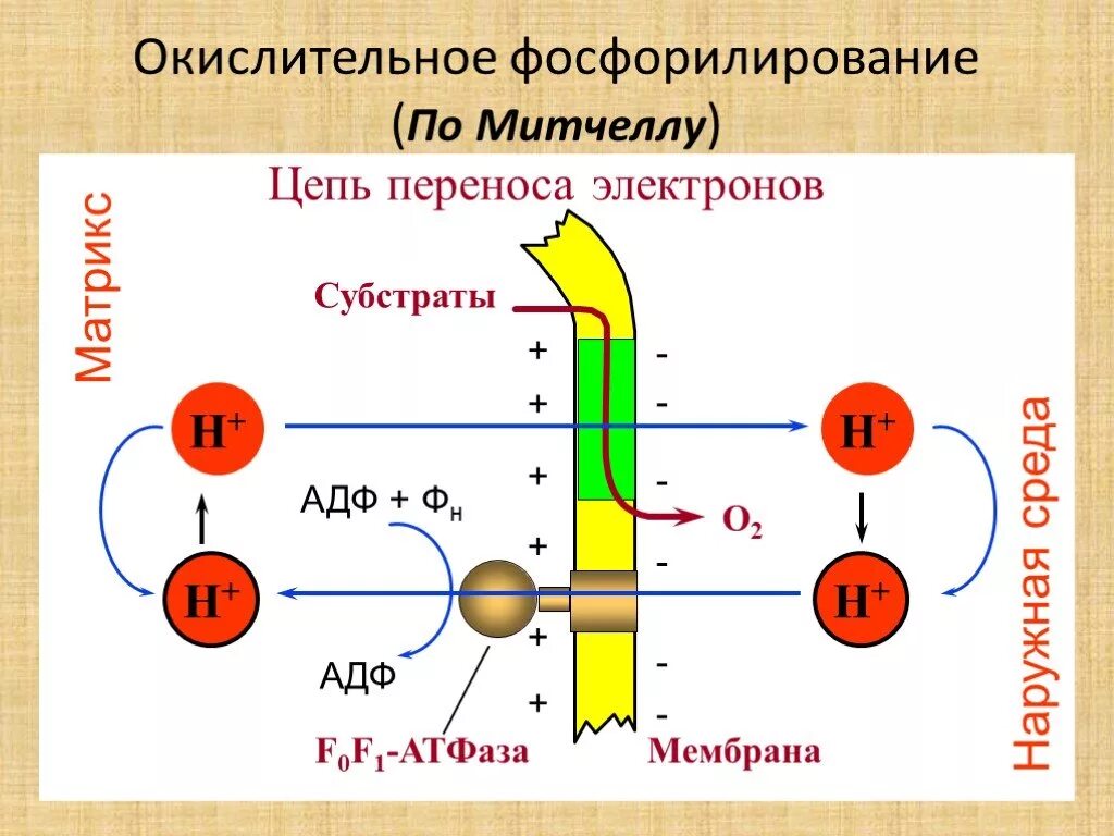 Фосфорилирование биохимия. Окислительное фосфорилирование схема Митчелла. Окислительное фосфорилирование схема реакции. Схема процесса фосфорилирования. Процесс окислительного фосфорилирования схема.