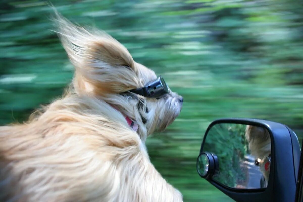 Только ветер впереди. Собака в кабриолете. Собака на ветру. Собака в машине. Машина мчится.