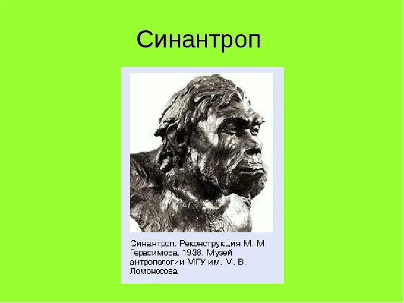 Синантроп исторический Возраст. Синантроп образ жизни таблица. Древнейшие люди синантропы. Синантроп характеристика образ жизни.