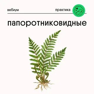 Для папоротниковидных характерно