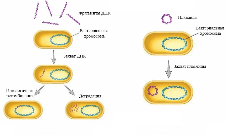 Клетка бактерии имеет днк. Трансформация бактериальных клеток. Стадии трансформации бактерий. Трансформация бактерий схема. Трансформация микробиология схема.