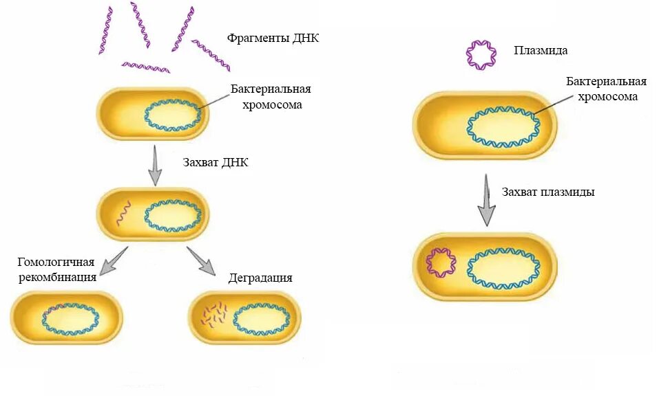 Трансформация бактериальных клеток. Стадии трансформации бактерий. Трансформация бактерий схема. Трансформация микробиология схема. Гибриды бактерий