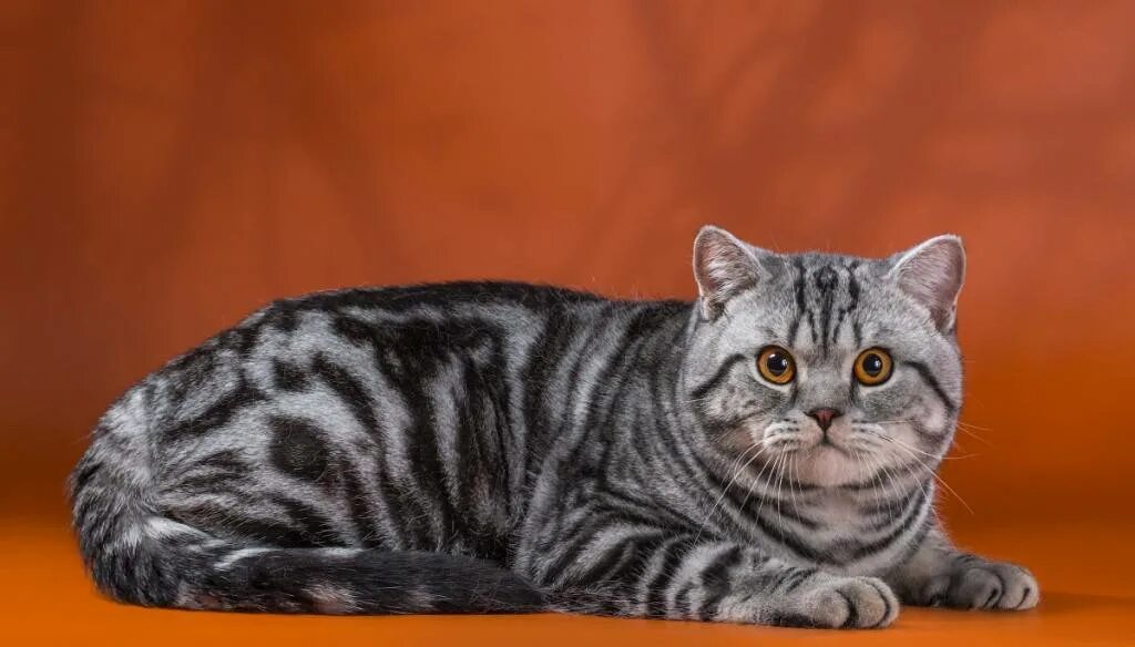 Шотландская порода кошек окрасы. Шотландскийкороткошёрстная кошка. Британский короткошерстный кот полосатый. Скоттиш страйт полосатый. Чистокровный британец кот полосатый.