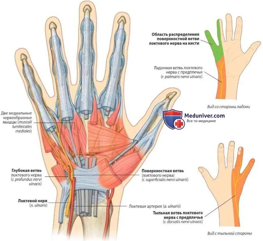 Иннервация локтевого нерва на кисти. Иннервация кисти топографическая анатомия. Локтевой нерв иннервирует мышцы кисти. Иннервация кисти и пальцев анатомия.