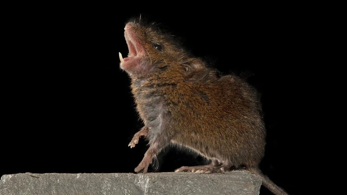 Кузнечиковый хомячок. Мышь кричит. Поющая мышь. Кричащая мышь. Пискнула мышь.