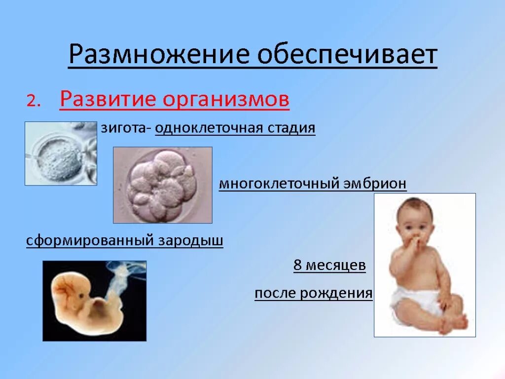 Развитие организма. Развите организмы после рождения. Рост и развитие организма. Формирующийся плод сред.