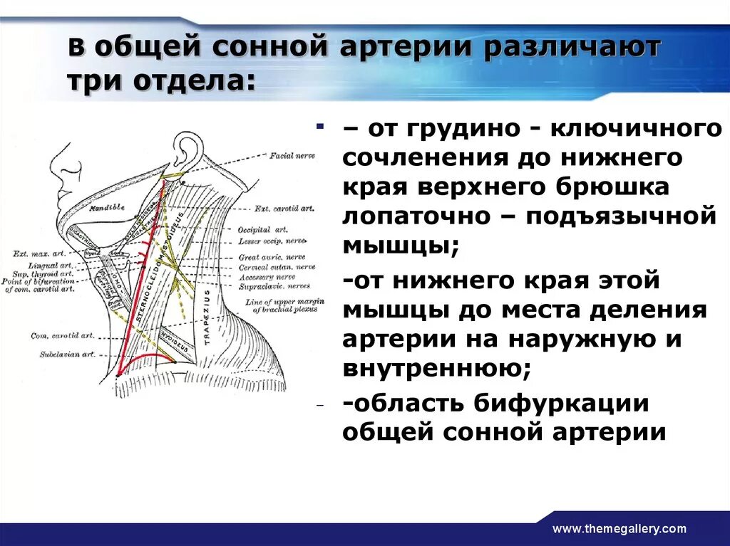 Уровни деления общей сонной артерии. Сонный треугольник шеи топографическая анатомия. Анатомические ориентиры общей сонной артерии. Проекция общей сонной артерии. Где находится общая сонная артерия