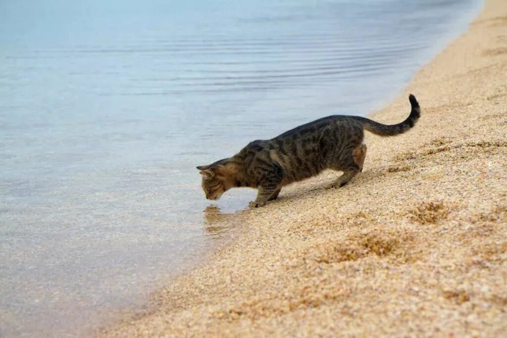 Котик на море. Кот в воде. Кошка пьет воду из моря. Море из котиков. Кошкам можно соленое