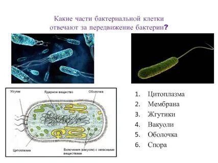 Вакуоли клетки бактерий