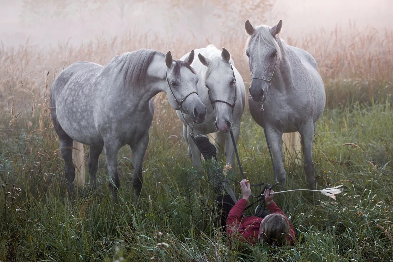 Https fbcdn net. Конный двор Пермь. Equidae.