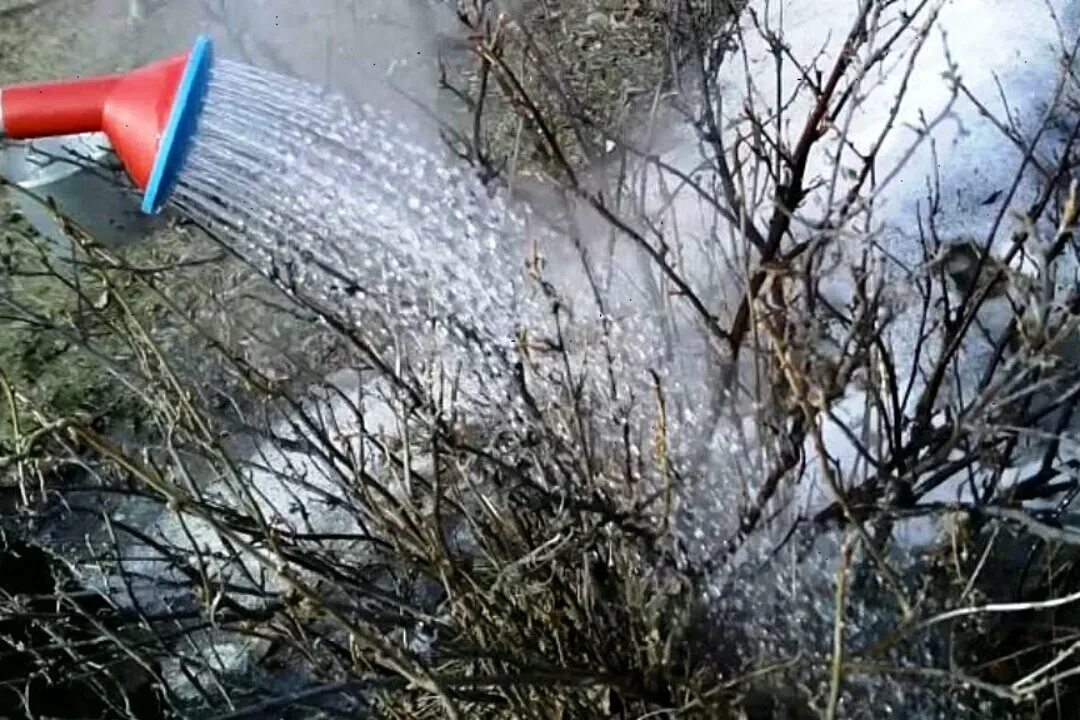 Полив смородины горячей водой весной