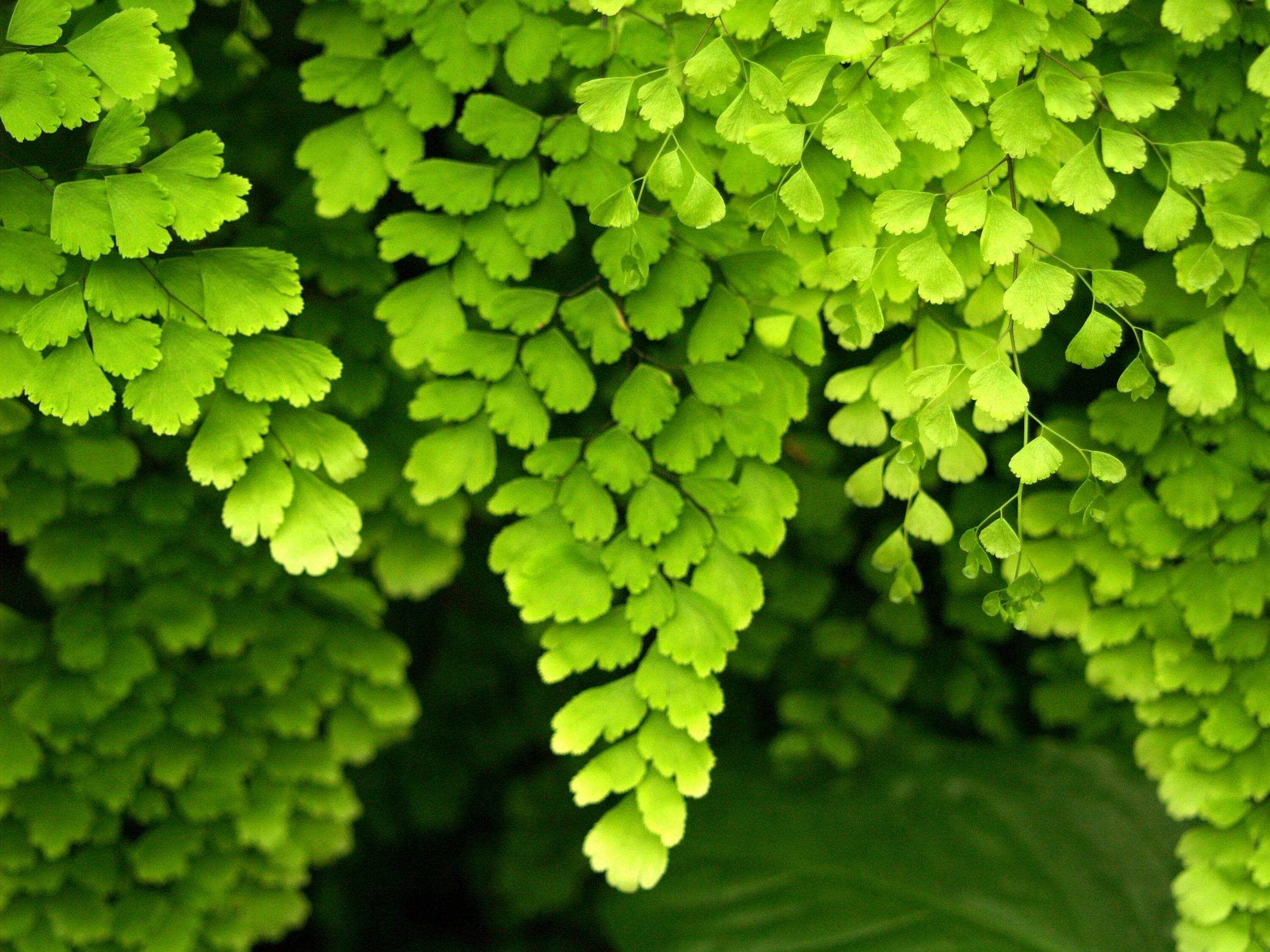 Густая зелень число. Зеленые цветы. Зелень листья. Красивая зелень. Зелень красивые растения.