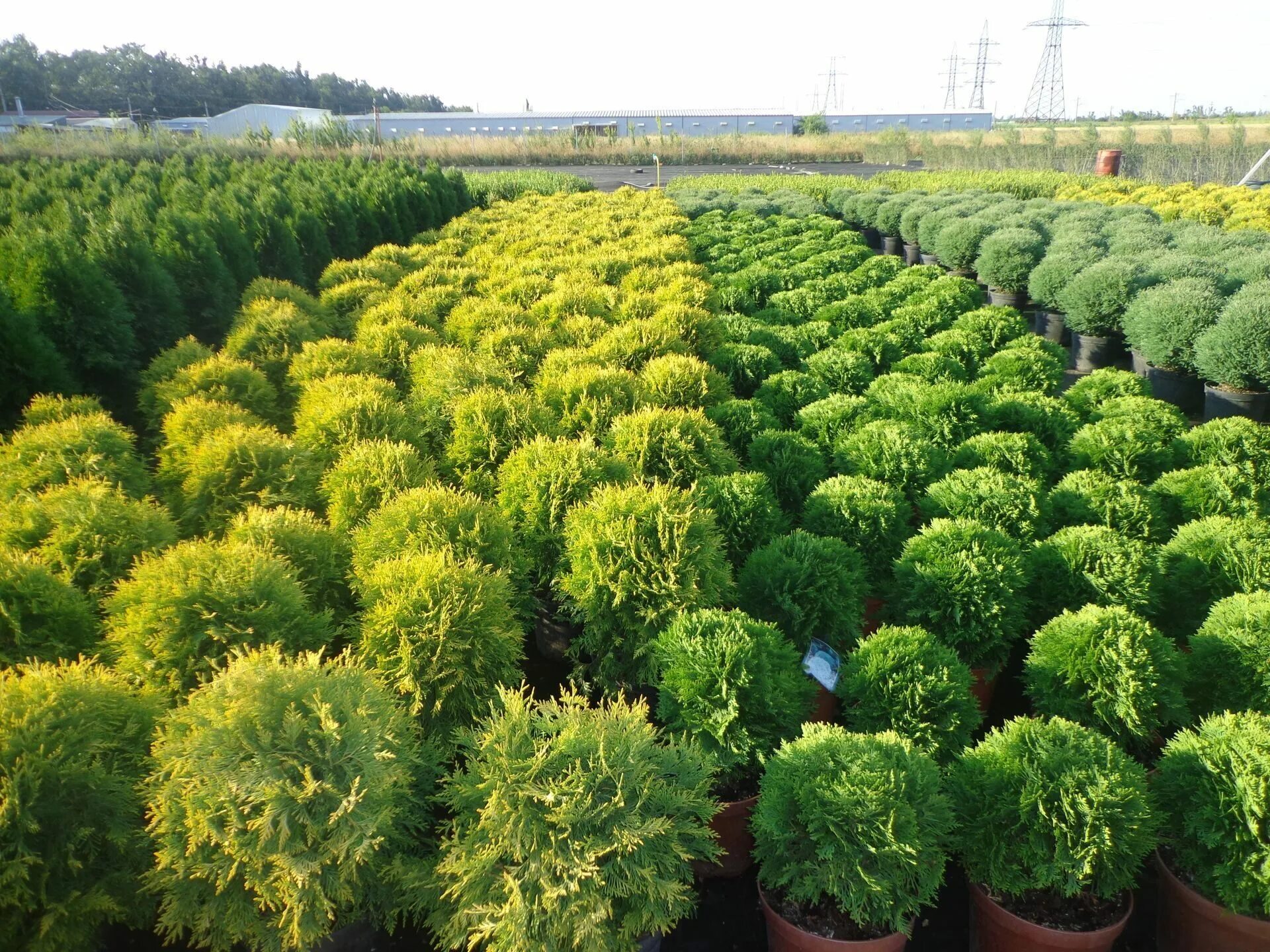 плодопитомник. чебоксарский питомник декоративных растений ивушка. венев питомник растений. саженцы плодовых деревьев зкс. питомник.