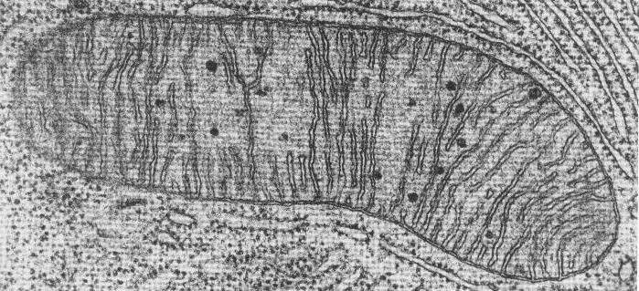 электронная микрофотография митохондрии. электронная микрофотография митохондрии. электронная микрофотография клетки. микрофотографии органоидов клетки. электронная микрофотография органелл.