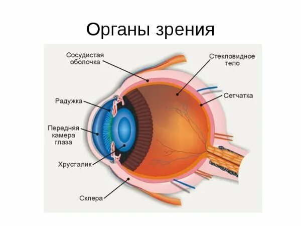 Где в органе зрения находится желтое. Центральная ямка сетчатки. Центральная ямка желтое пятно сетчатки. Строение глаза человека макула. Строение глаза Центральная ямка.